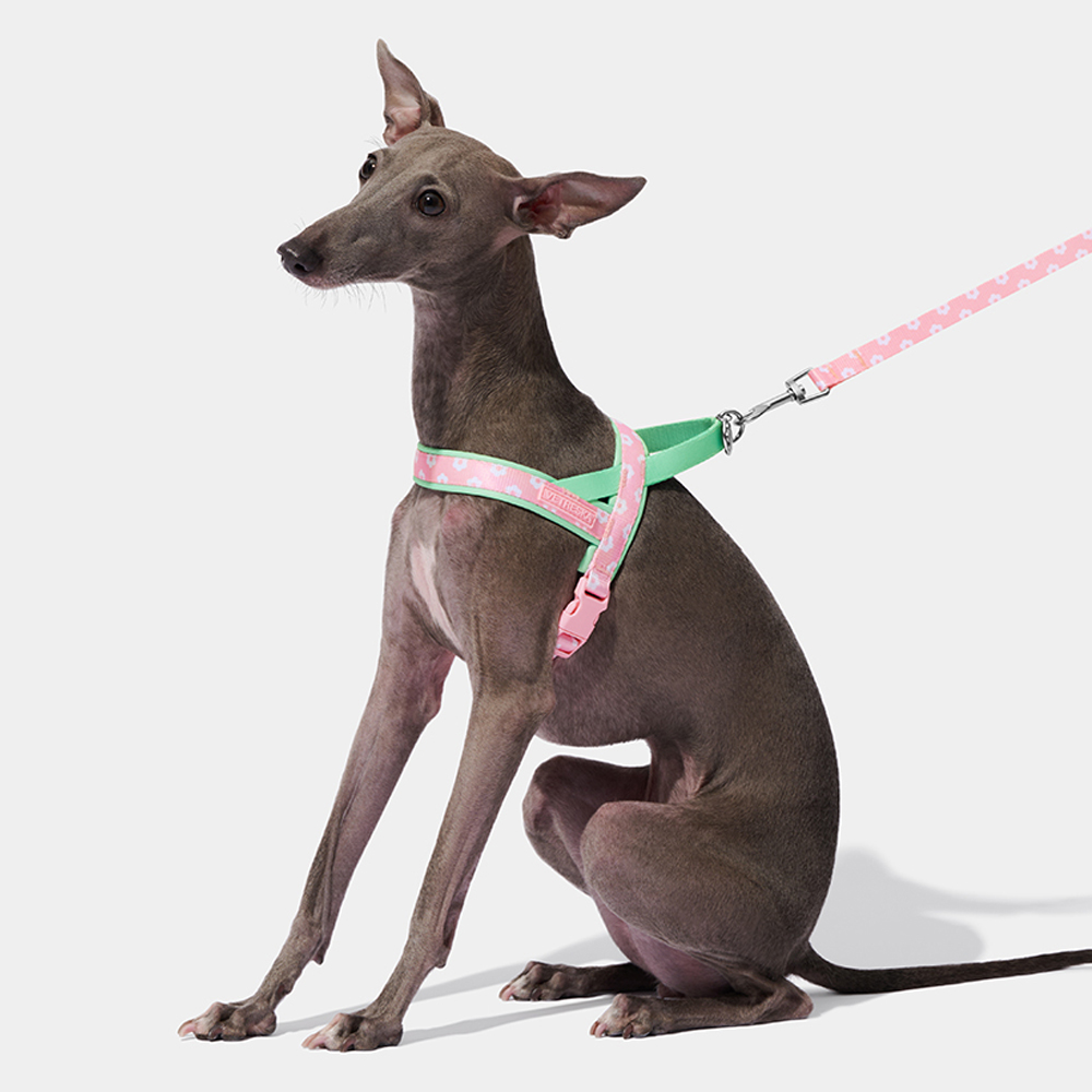 Headcollar Rope Set - Luxury Pet Chest Strap Traction Rope