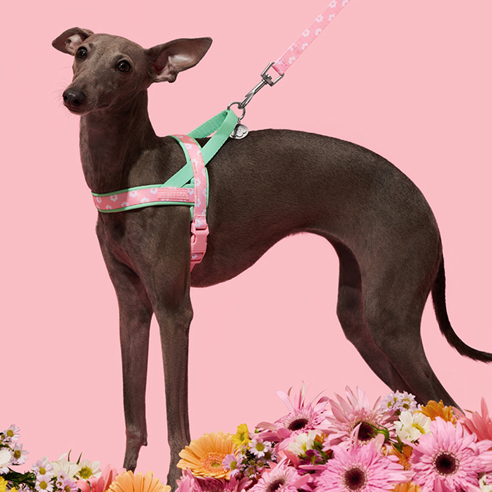 Luxury Pet Chest Strap Tractio - Headcollar Rope Set ulasan dan harga
