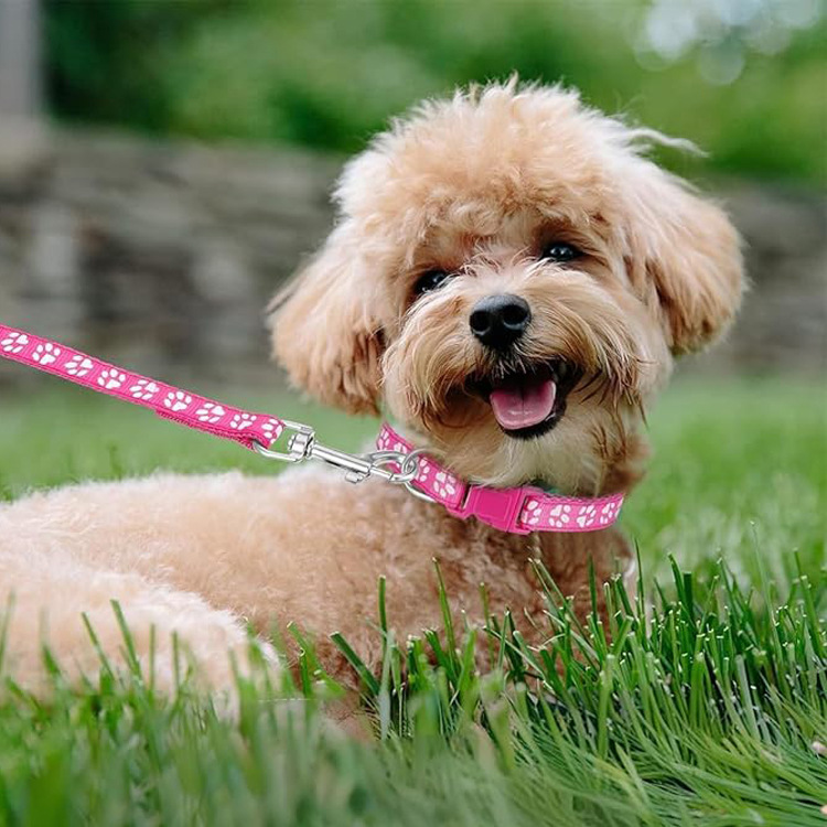 Dog Paw Print Pet Traction Rop - Headcollar Rope Set ulasan dan harga